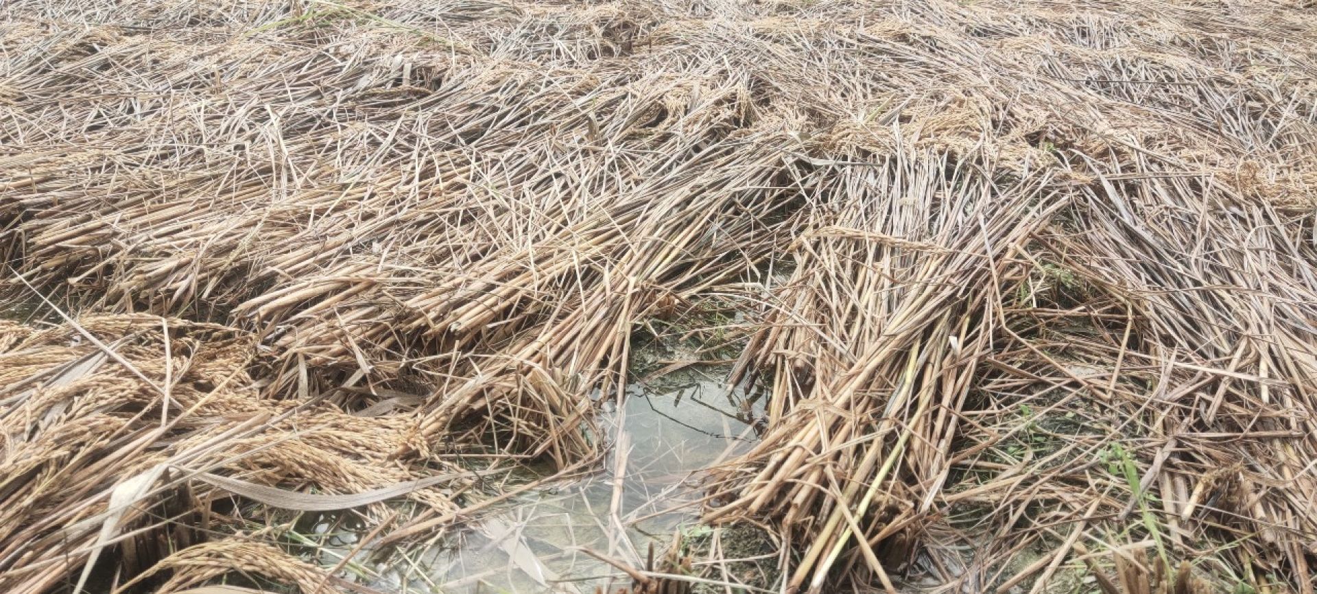 बेमौसमी वर्षाले  रामेछापमा ८७ हेक्टरभन्दा बढी क्षेत्रको धानबालीमा क्षति